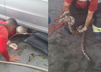 Motorista se depara com cobra dentro do motor de seu carro no Mauazinho