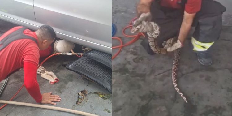Motorista se depara com cobra dentro do motor de seu carro no Mauazinho