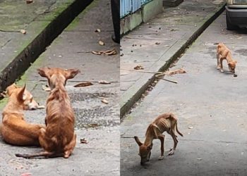 Homem é pres0 após deixar 5 cachorrinhos 'pele e osso' na Cachoeirinha