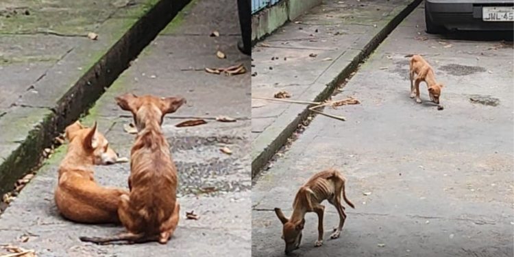 Homem é pres0 após deixar 5 cachorrinhos 'pele e osso' na Cachoeirinha