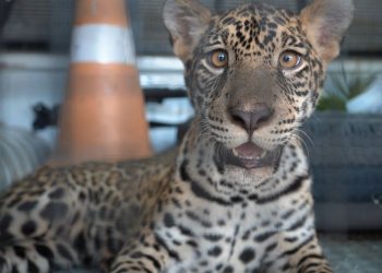 Reviravolta: Filhote de onça é devolvido à família que o criava como 'pet' no interior do Amazonas