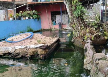 Morador do Parque Dez é multado em R$ 140 mil por criar tartarugas, pirarucus e tambaquis em sua casa