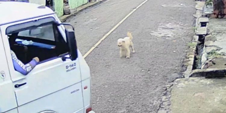 Vídeo: Motorista de caminhão passa por cima de cachorro e foge sem prestar ajuda em Manacapuru