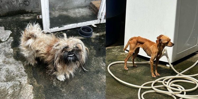 Moradora do Nova Cidade é presa por deixar cães das raças Pinscher e Shih Tzu só 'pele e osso'