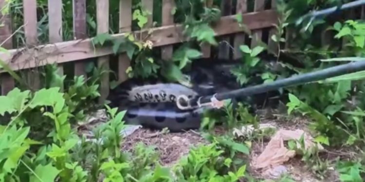 Vídeo: Morador de Humaitá se assusta com sucuri de 3,5 metros no quintal de casa