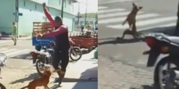 Vídeo: Em Itamarati, moradores se revoltam com 'carrocinha' que lança cachorros como se fossem gado