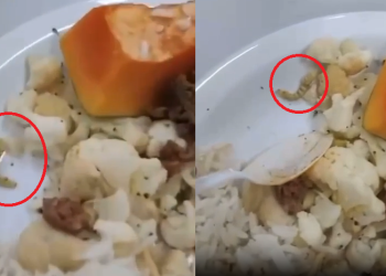 As imagens do alimento contaminado, registradas pelos profissionais, viralizaram nas redes sociais e causaram indignação. Foto: Reprodução