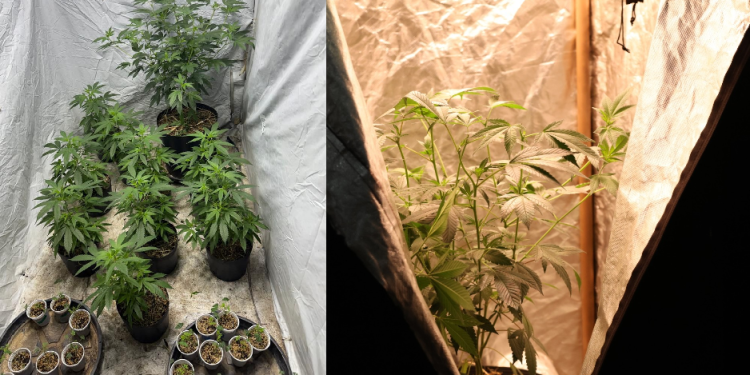 Droga é conhecida por ser mais pura e possuir alto valor de mercado. Foto: Lyandra Peres e Divulgação/PC-AM