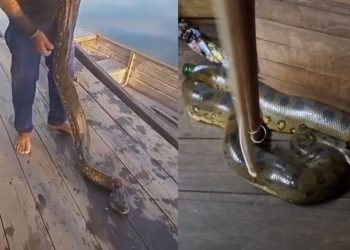 Sucuri de quase 4 metros é encontrada dentro de casa no Amazonas
