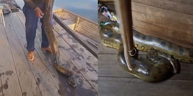 Sucuri de quase 4 metros é encontrada dentro de casa no Amazonas