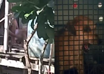 Cadela filmada sendo abus4d4 pelo dono em Tefé é resgatada e levada a Manaus