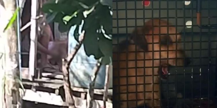 Cadela filmada sendo abus4d4 pelo dono em Tefé é resgatada e levada a Manaus