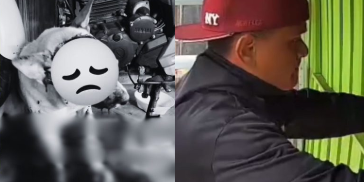 O cachorro, gravemente ferido, não resistiu e morreu no local. Foto: Reprodução