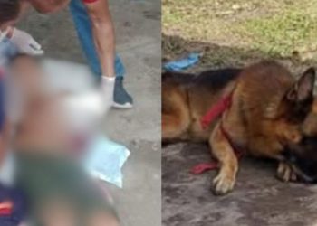 Menino de 10 anos é transferido para Manaus após levar mordidas de pastor alemão no interior