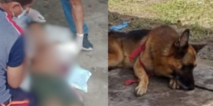 Menino de 10 anos é transferido para Manaus após levar mordidas de pastor alemão no interior