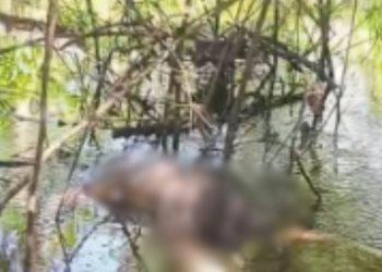 Vídeo: Pescador encontra corpo de homem às margens do rio em Manacapuru