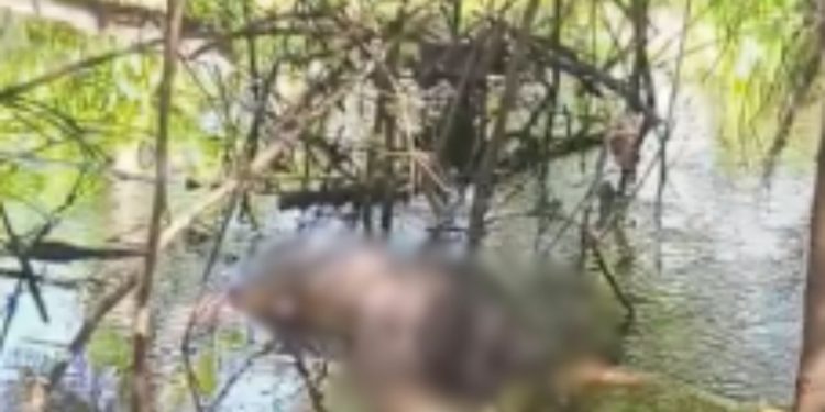 Vídeo: Pescador encontra corpo de homem às margens do rio em Manacapuru