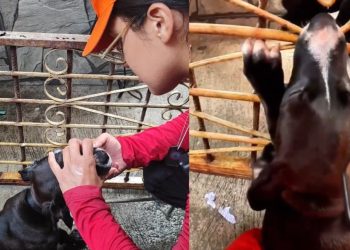 Vídeo: Cadela de 3 meses é resgatada após ficar com a boca presa em portão no São José