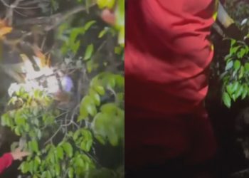 Naufrágio em Maués deixa professor e garoto presos em galhos de árvore