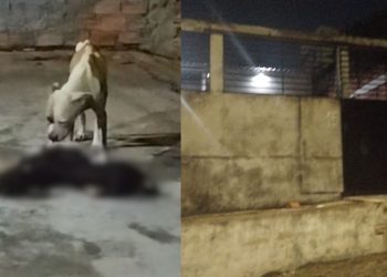 Pitbull devora outro cão após donos os abandonarem sem comida em casa no Cidade de Deus