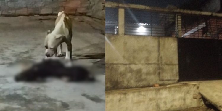 Pitbull devora outro cão após donos os abandonarem sem comida em casa no Cidade de Deus