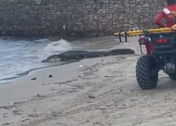 Vídeo: Jacaré é flagrado na Ponta Negra e causa correria entre banhistas: 'passando fome'