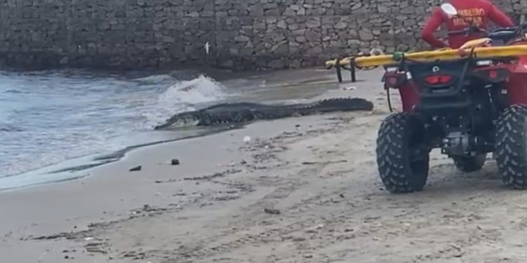 Vídeo: Jacaré é flagrado na Ponta Negra e causa correria entre banhistas: 'passando fome'