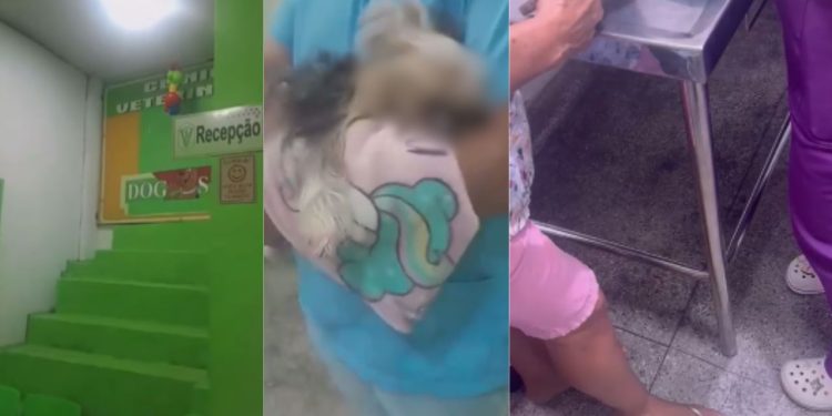 'Trouxe ela com vida': idosa recebe cadela m0rt4 após atendimento em clínica no São José; vídeo