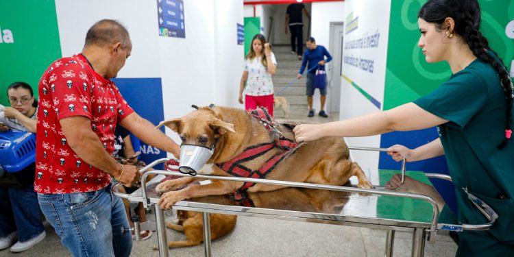 Desde a inauguração, no dia 4 de outubro, até o último sábado, 11/10, mais de mil animais já foram atendidos na unidade. Foto: Antonio Lima - Semcom
