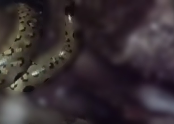 A vítima caminhava por uma área de floresta quando foi surpreendida pela serpente. Foto: Reprodução