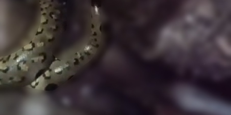 A vítima caminhava por uma área de floresta quando foi surpreendida pela serpente. Foto: Reprodução