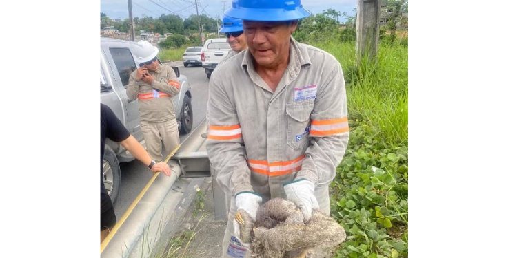 O ocorrido foi confirmado pela Amazonas Energia, concessionária responsável pelo serviço. Foto: Reprodução