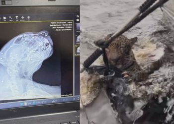 Vídeo: Onça resgatada no Rio Negro tinha cerca de 30 tir0s de chumbinho pelo corpo