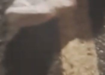 Vídeo: Mulher tem perna esmagada por ônibus após cair de motocicleta em Manaus