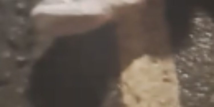 Vídeo: Mulher tem perna esmagada por ônibus após cair de motocicleta em Manaus