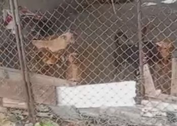 Vídeo: Cão m0rt0 e outros 16 vivendo entre f3zes e fome são descobertos em canil de Manaus