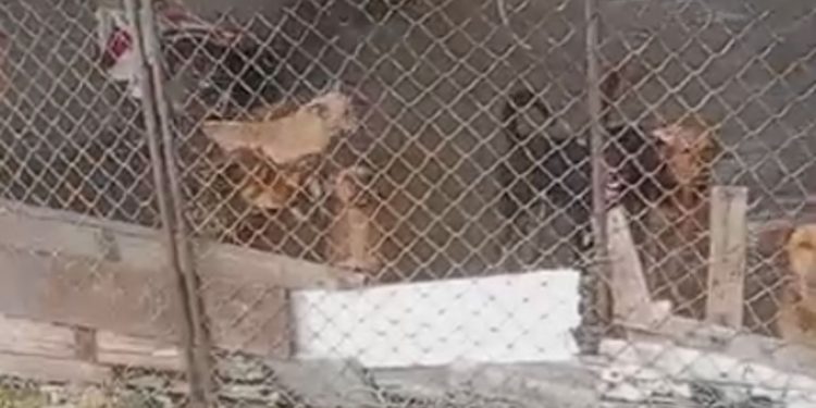 Vídeo: Cão m0rt0 e outros 16 vivendo entre f3zes e fome são descobertos em canil de Manaus