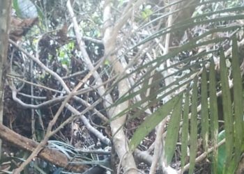 Em local de desova, DEHS é acionada para investigar corpo de homem que foi t0rtur4d0 até a m0rt3