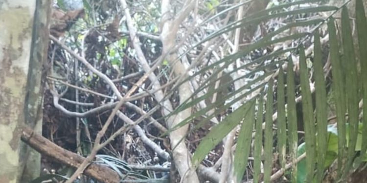 Em local de desova, DEHS é acionada para investigar corpo de homem que foi t0rtur4d0 até a m0rt3