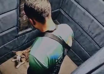 Câmera flagra passeador na maldade agred1nd0 cadela idosa em elevador
