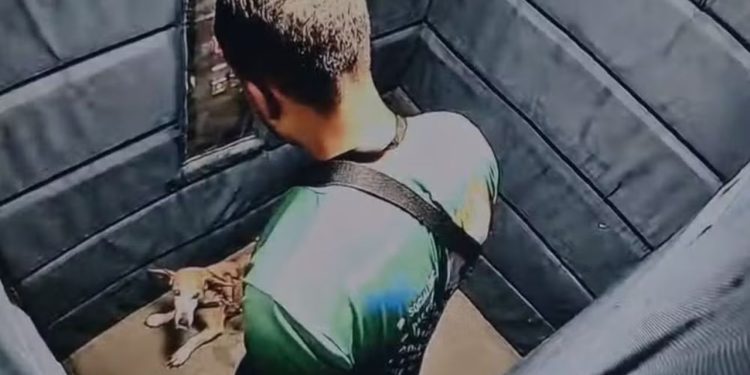 Câmera flagra passeador na maldade agred1nd0 cadela idosa em elevador