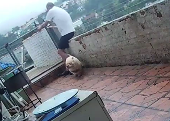 O cachorro, em um acesso de animação, corre em alta velocidade em direção ao dono. Foto: Reprodução