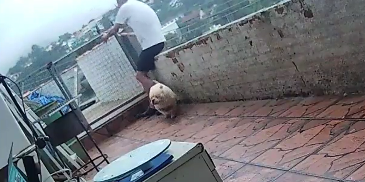 O cachorro, em um acesso de animação, corre em alta velocidade em direção ao dono. Foto: Reprodução