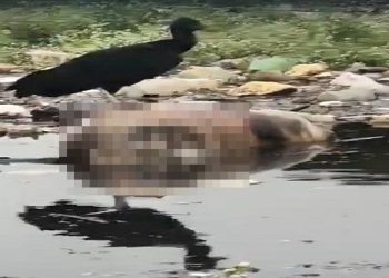 O estado do corpo, em avançado processo de decomposição, ainda não permite confirmar se trata-se de um homem ou de uma mulher. Foto: Reprodução