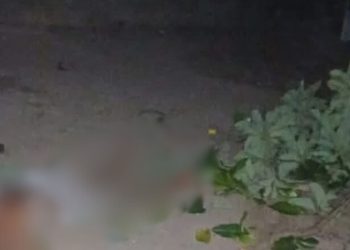 Paraense despenca, fica inconsciente e foge após tentar furt4r abacates