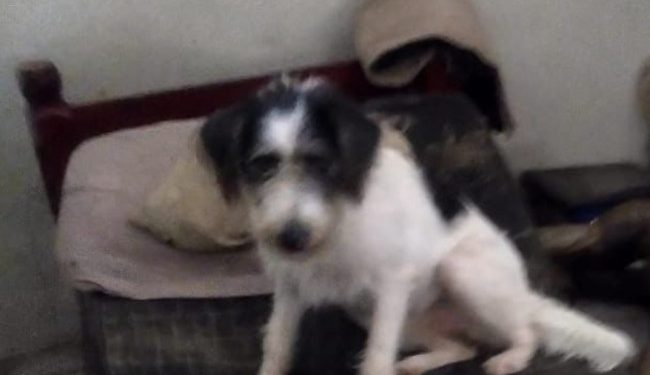 A cadela teve que ser retirada para a perícia realizar seu trabalho. Foto: Reprodução