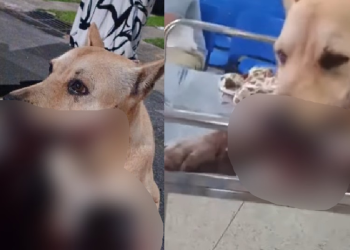 O explosivo causou a mutilação de parte da boca do animal. Foto: Reprodução