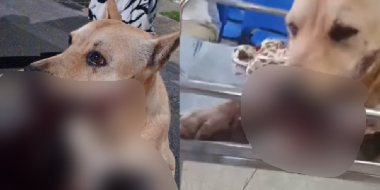 O explosivo causou a mutilação de parte da boca do animal. Foto: Reprodução