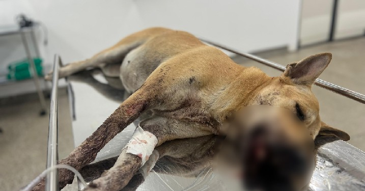 A Sepet informa ainda que, após a recuperação, a cadelinha estará disponível para adoção responsável. Foto: Divulgação/Sepet