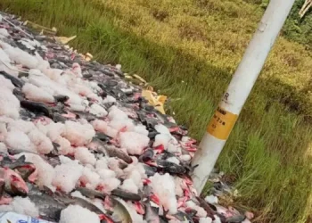 O acidente, confirmado pela Polícia Rodoviária Federal (PRF), espalhou a carga pela pista. Foto: Reprodução